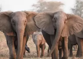 В Индии стадо диких слонов стало убивать людей