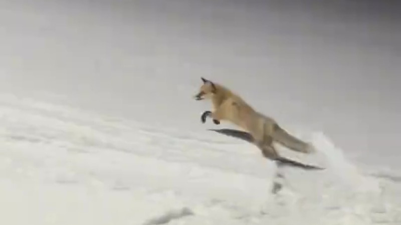 Лиса-экстремал покоряет склоны Алматы на сноуборде