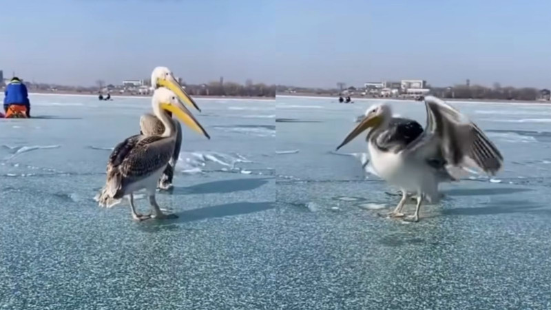 Пеликаны на Капшагае: неожиданные гости на замерзшем водохранилище