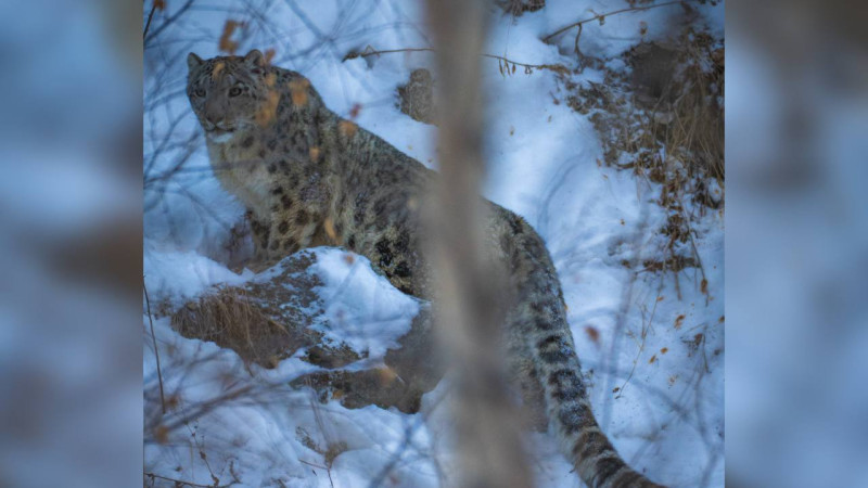 Социальный конфликт: сохранение снежного барса против наплыва туристов в Алматы