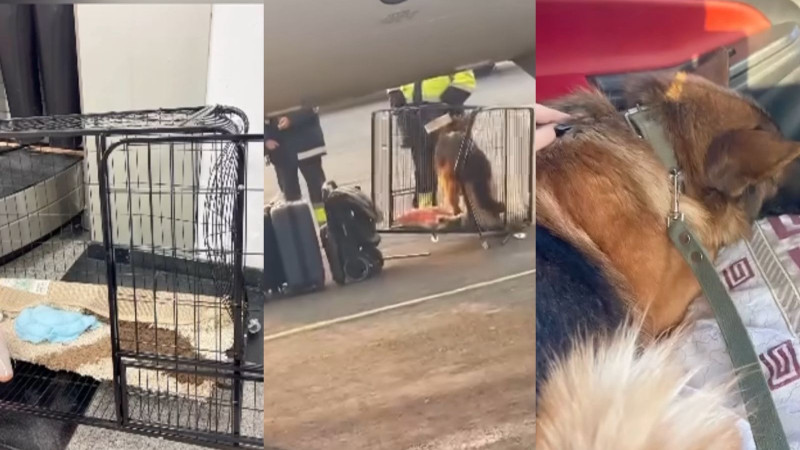 Пассажирка с питомцем не смогла улететь в Актау: проверка Scat